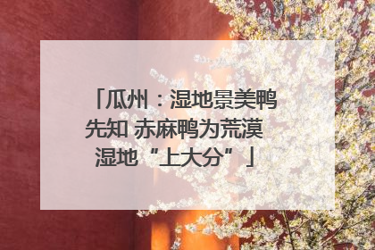 瓜州：湿地景美鸭先知 赤麻鸭为荒漠湿地“上大分”